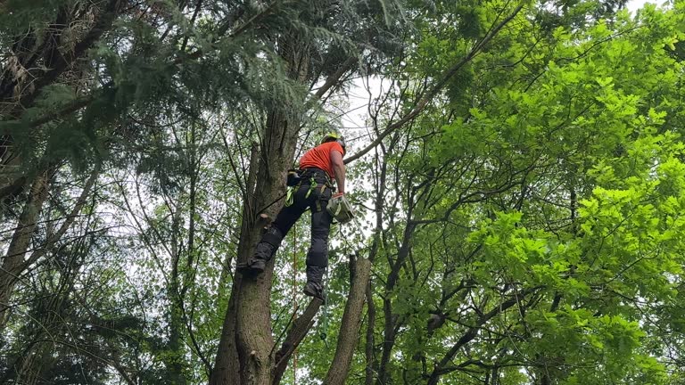 How Our Tree Care Process Works  in La Grange Park, IL